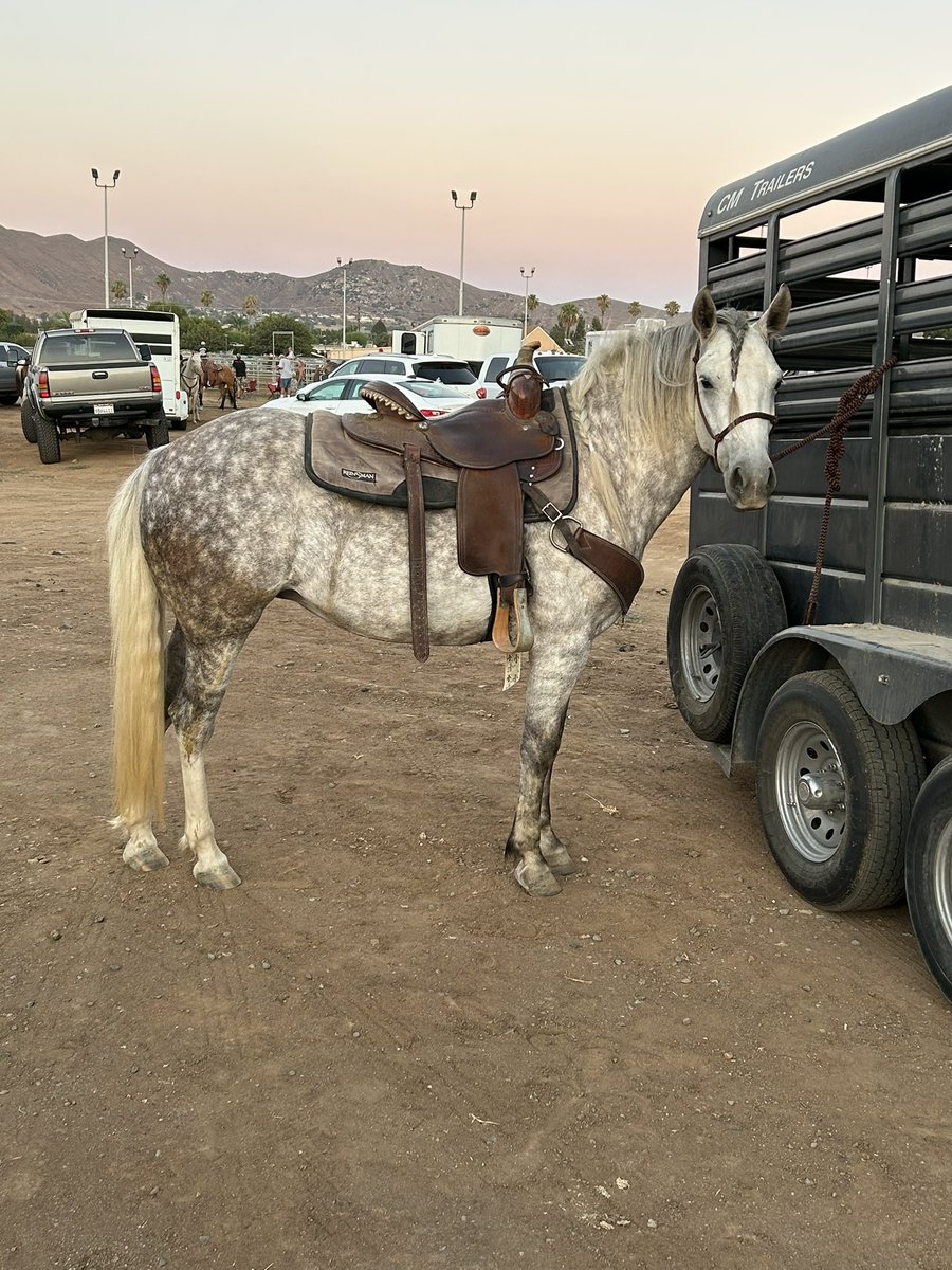 Michaelaaaa23's tweet photo. I never thought I’d find a horse I instantly wanted just based on pictures.   Hoping this works out. https://t.co/yJd3s2Qb3F