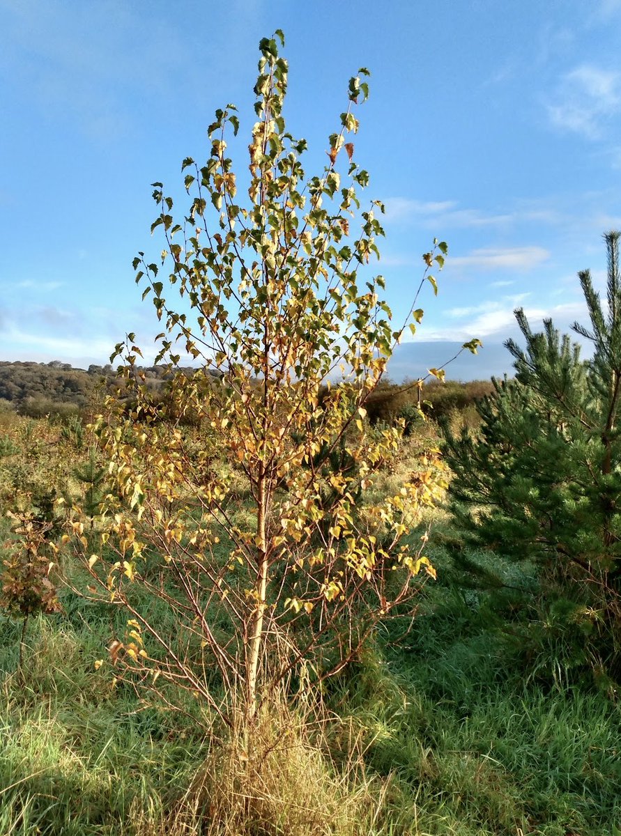 'The Regional Park is such a gift!', said a 👩 to me this AM I agree🙂 The rewilding of the east side is esp. exciting. Former pasture now has thousands of young native trees growing. Oak, birch, pine etc Will be a fine forest someday. Great work by the councils👍😀 @conndonovan9