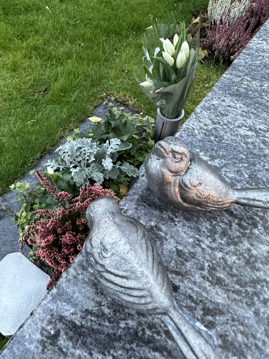 northbird_ellen's tweet photo. In Norway ‘allehelgen’ All Hallows' Day is the first weekend in November. A beautiful sunset today, arranged with winter plants as the helleborus is available, nice that somethings blossoms through wintertime. https://t.co/Y9oZipojqK