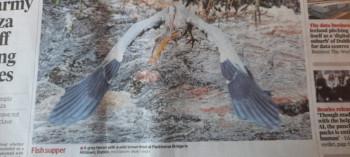 A joy to behold! Wonderful to see such healthy wildlife on the Dodder. It's been a few decades, but many's the trout that eluded me & my girls when members of Dodder Anglers. Reassuring tho' to see our clean-ups are still yielding dividends for the heron! Great pic Brian Tansey.