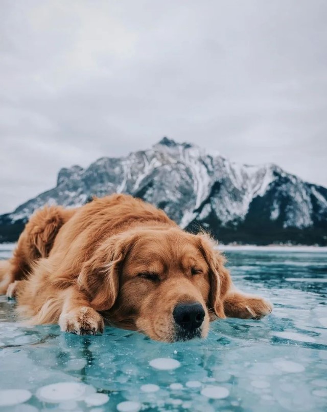 xdogworld's tweet photo. 🤔📷#doglife, #dogs, #doglovers, #dogoftheday, #dogmom, #doglove, #dogmodel, #dogsitting, #dogtraining, #dogstagram #dogsofinstaworld, #dogofinstagram, #doggrooming, #dogslife, #dogs_of_instagram, #doggy, #dogsofig, #dogsofinsta, https://t.co/gU4Jh9pnI2