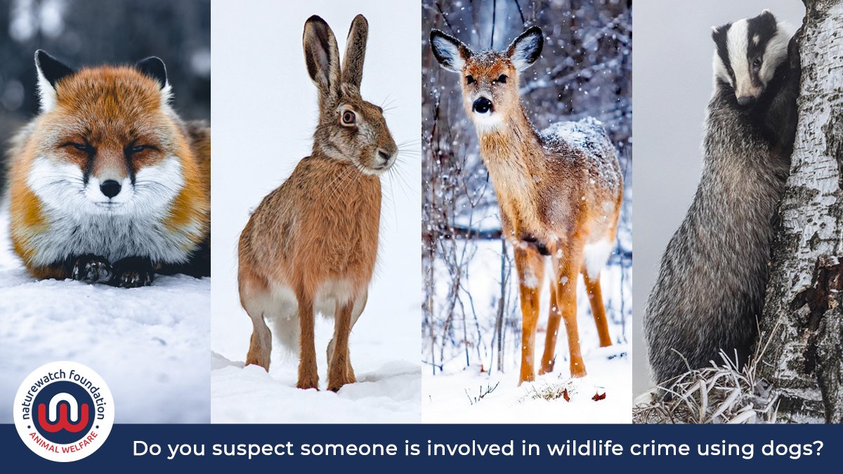 Naturewatch_org's tweet photo. In 2022, we expanded our #badgerbaiting campaign to cover other forms of #wildlifecrime involving dogs - like hare coursing, deer hunting and fox digging. 🦊
If YOU suspect that someone's involved, let us know, in confidence. We will look into your leads.
https://t.co/5mqDQdA1cg https://t.co/TmsE91dzJU
