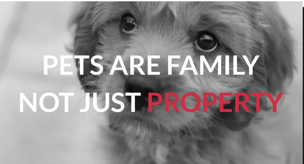 With everything going on in the world, it seems unlikely #PetAbduction will be in the #KingsSpeech. That leaves ballot bills and government support if there is a balloted bill about #PetTheft. 

If that does not happen - that seems to be it on the policy front. 

Fortunately…