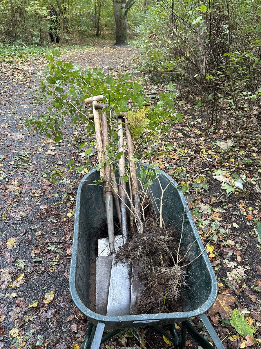 Bomen zijn goed voor biodiversiteit, het klimaat, recreatie, minder hittestress en schone lucht! <a href="/RNBarker/">Robert Barker</a> en ik oogstte vanochtend de eerste zaailing die herplant wordt. Vrijwilligers van <a href="/MeerbomenN/">MeerBomenNu</a> geven zo jaarlijks 50.000 boompjes in Zuid-Holland een 2e kans! #groenvoorlater