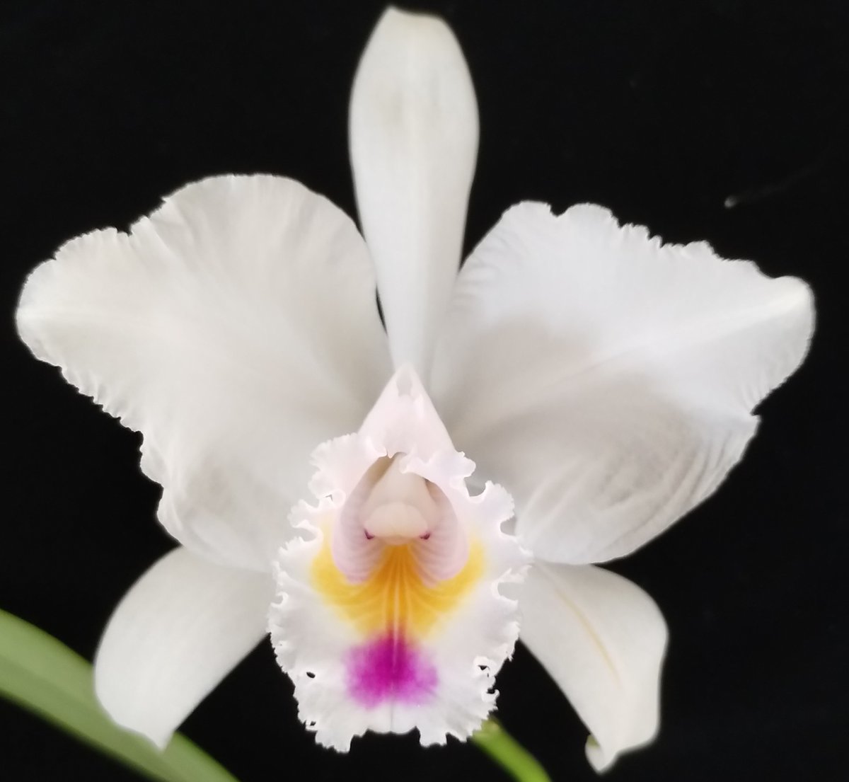 PetrovichBilly's tweet photo. #BloomageReport 3/3 https://t.co/l4T9phhMZB