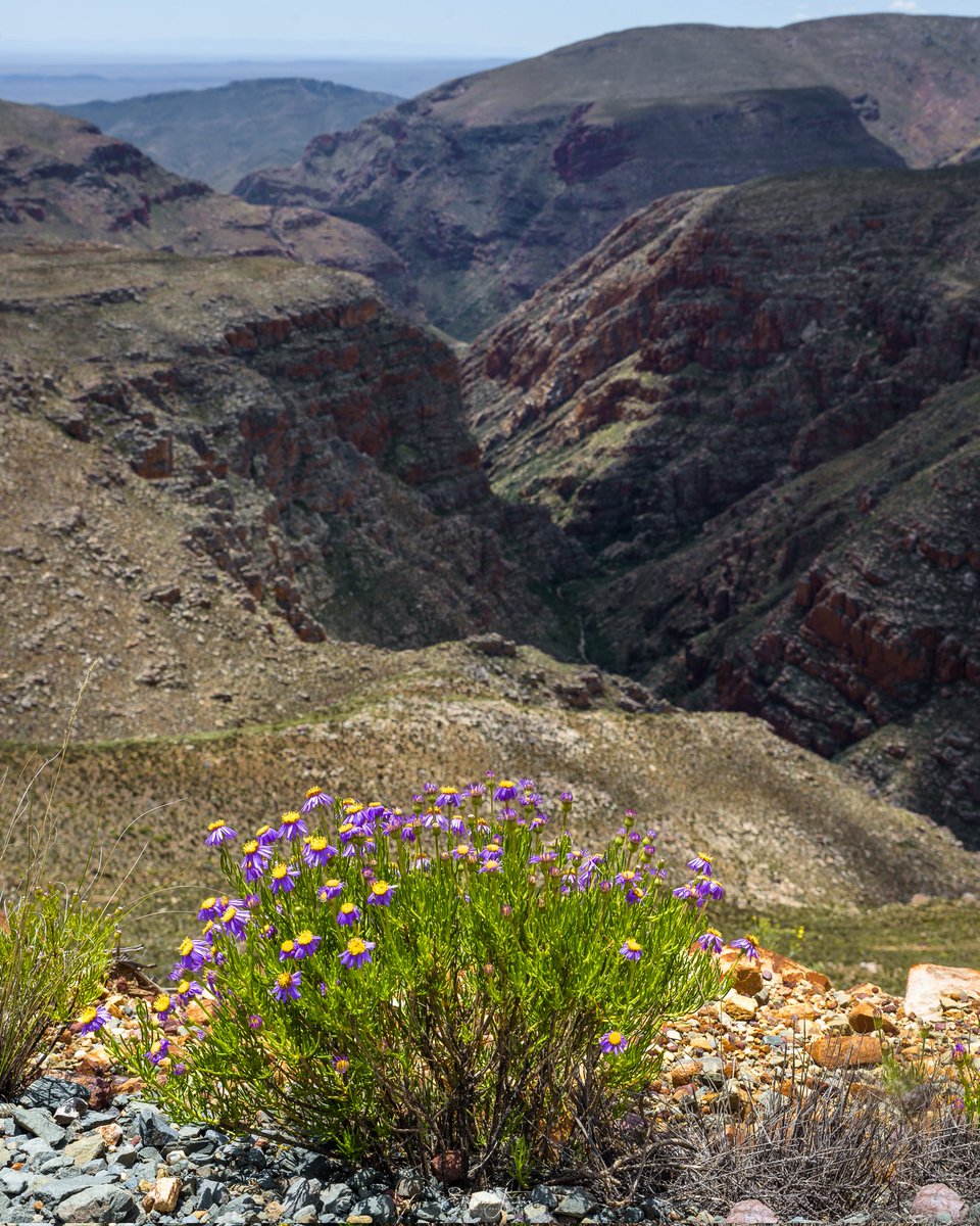 A bit of colour near the top of Swartberg Pass. 

#swartbergpass 
#kleinkaroo 
#westerncapetravel 
#travelsouthafrica🇿🇦 
#roadtrip
#canyon