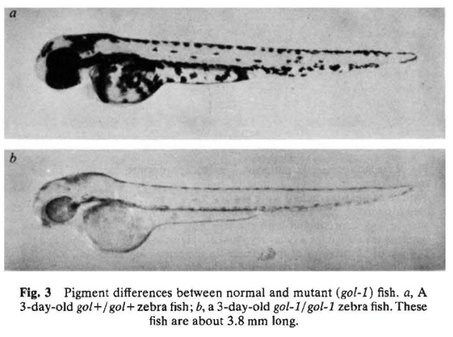 ZebrafishRock's tweet photo. Published in @Nature (1981), 'Production of clones of homozygous diploid zebra fish (Brachydanio rerio)' by Streisinger et al outlined how to make clones by converting haploid eggs into diploids by hydrostatic pressure. The field of zebrafish genetics was born! #ZebrafishFunFacts https://t.co/Efmz8NVAEP