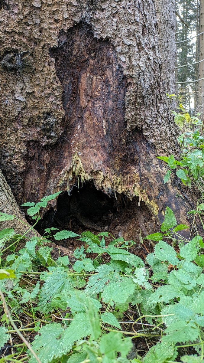 Tomáš Hlásny tweet media