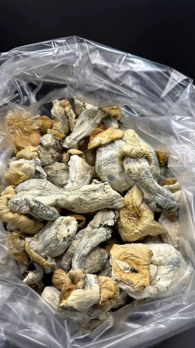 Shrooms 🍄
t.me/onlinetripping