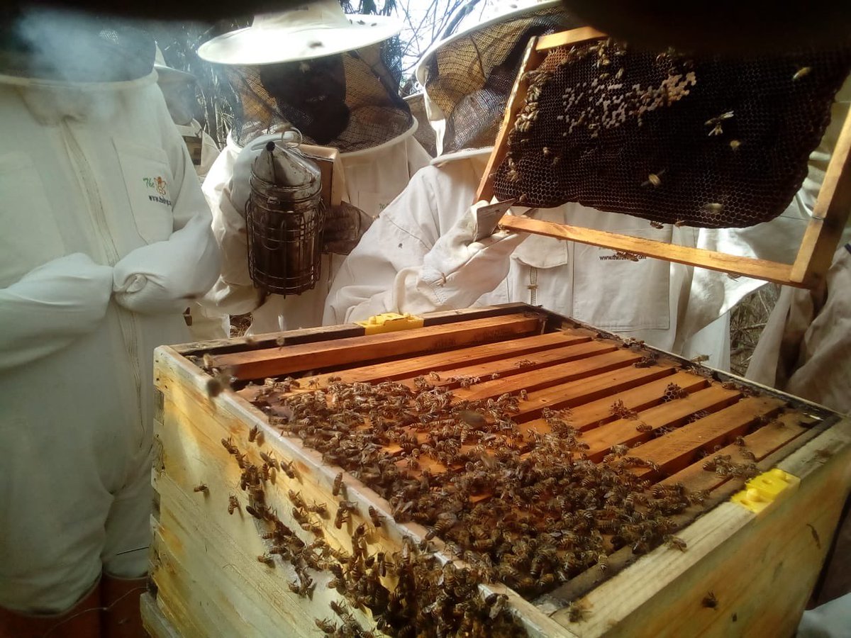 TheHiveAfrica's tweet photo. Today’s beekeepers training, Yatta Training Center, Machakos County.

Should you want to book for training, please contact #thehivegp:- The Hive GP: Tel:  +254 706 349 748 | +254 731 905 263 |  +254 790 243 882 Email: beekeepers@thehive.co.ke https://t.co/XaNTlT0E2F