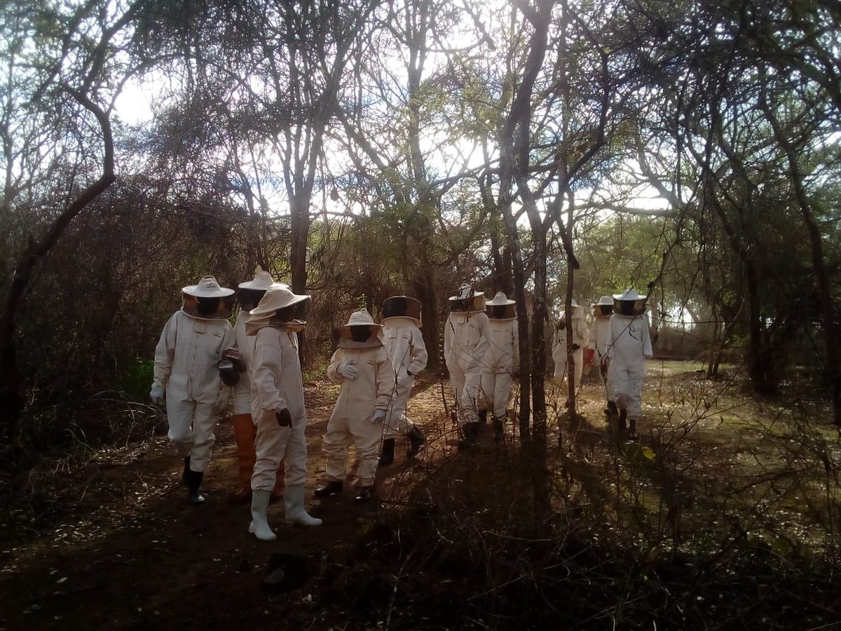 TheHiveAfrica's tweet photo. Today’s beekeepers training, Yatta Training Center, Machakos County.

Should you want to book for training, please contact #thehivegp:- The Hive GP: Tel:  +254 706 349 748 | +254 731 905 263 |  +254 790 243 882 Email: beekeepers@thehive.co.ke https://t.co/XaNTlT0E2F