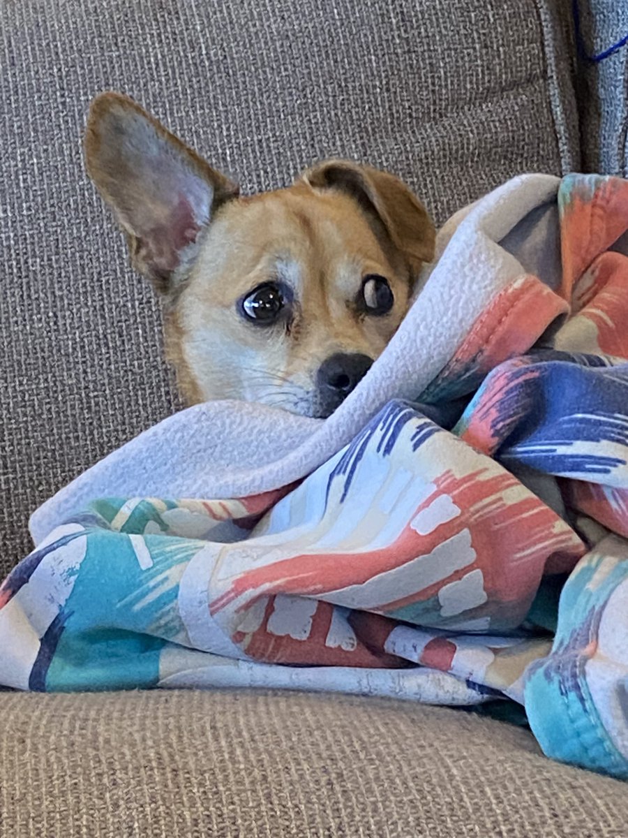 Did somebody say Clemson won?