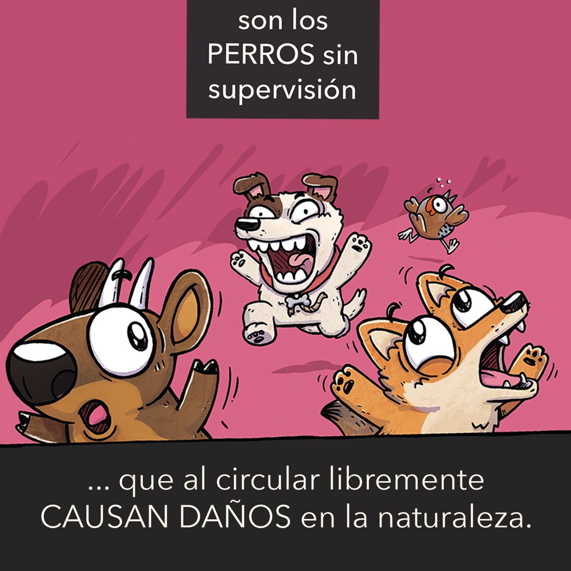 conaf_minagri's tweet photo. #HazteResponsable
✅En el #DíadelaFaunaChilena te recordamos, junto a @faunanimo que una de las mayores amenazas para la conservación de especies en peligro, son los animales domésticos, especialmente perros y gatos.
➡️Por eso es importante la #TenenciaResponsable https://t.co/2oxUbmBhhw