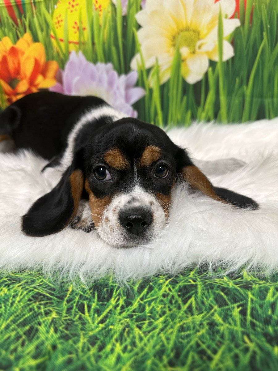 Everyone meet Luna a female beaglier just like ALL are dogs TODAY she is 25% off!! Feel free to call our store for more information. Mmm