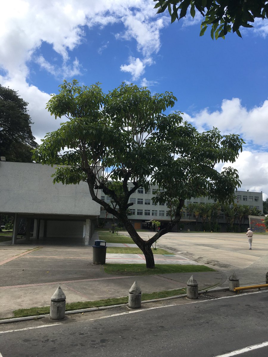 Arborilovers de Venezuela, verdad que se ve bastante bien? Pero hace 3 años estaba feúcho y le echaron una peluqueada dejándolo ralito; esa reseteada logró éste resultado. Demostración de que los árboles no son vestales intocables, pero las intervenciones deben ser profesionales.