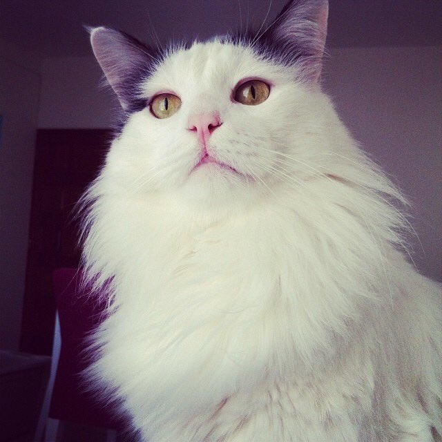 Magentika tweet media