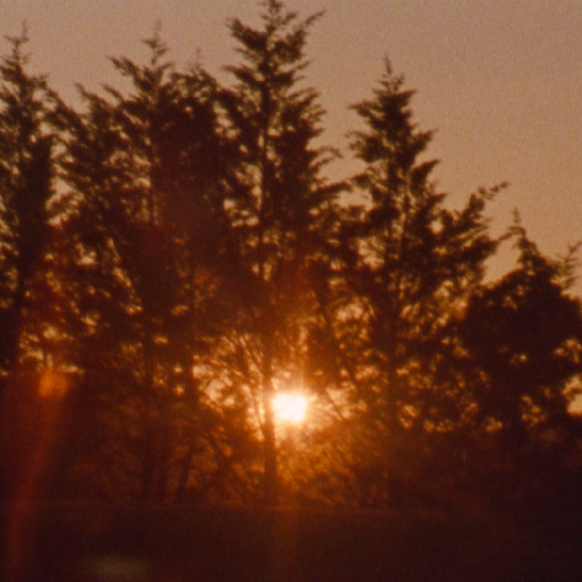 In-Edit Festival tweet media