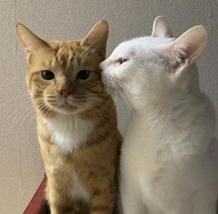 AACrypto468's tweet image. Slowly and steadily $CATE is heading to the moon🐈🐈‍⬛ #catecoin #catpay