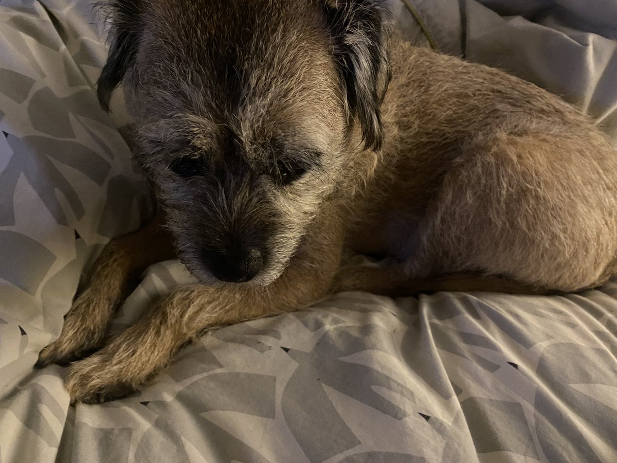 BorderBaxter's tweet image. Not enjoying dem bangs. Humum has put on some nice music for me @ClassicFM @CharlotteHawkns #btposse #classicfmpets