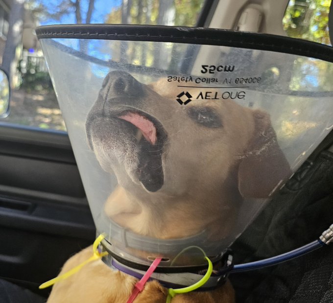 Maple popped her stitches on her biopsy site. The labs came back negative, so the vets patched her up
