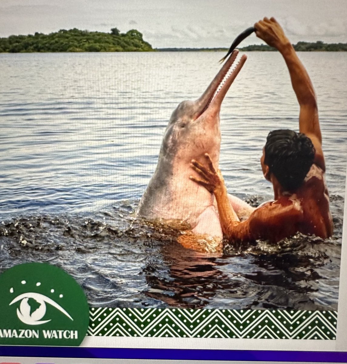 My photo for the day: Pink Dolphins have died by the 100s in the heat of the Amazon these past months. Here’s a compassionate fellow feeding one. Amazon Watch is helping.