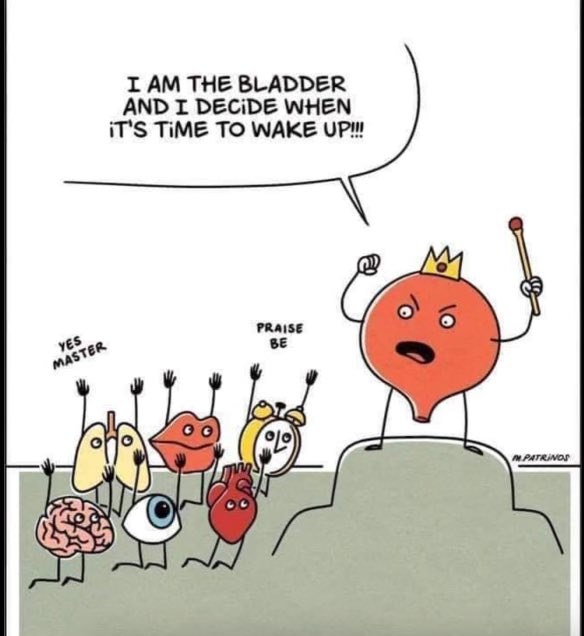 As #Kidneywk wraps up tomorrow and Daylight saving begins, here’s an official announcement of who’s the boss!!! 

Kidneys rule all the way through😎🤩