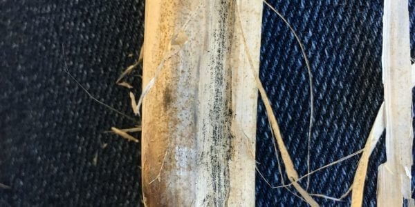 Canola School: Verticillium concerns rise across Prairies #cdnag #westcdnag <a href="/JDGaultier/">Jeanette Gaultier</a> <a href="/BASFAgSolutions/">BASF Agricultural Solutions Canada</a> ow.ly/o1xQ50Q3BxR