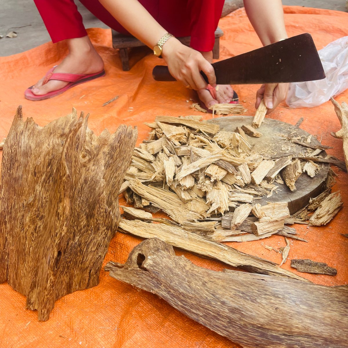 Preparing wild Vietnamese agarwood for distillation. 
Wood is first hand cut into chips, then ground more finely into a powder ready for distillation.

#wildoud #vietnamoud #wildoudh #amberoud #oudattar #kinam #kynam #kyara #hindioud #naturaloud #thailandoud #laooud #laosoud #mal