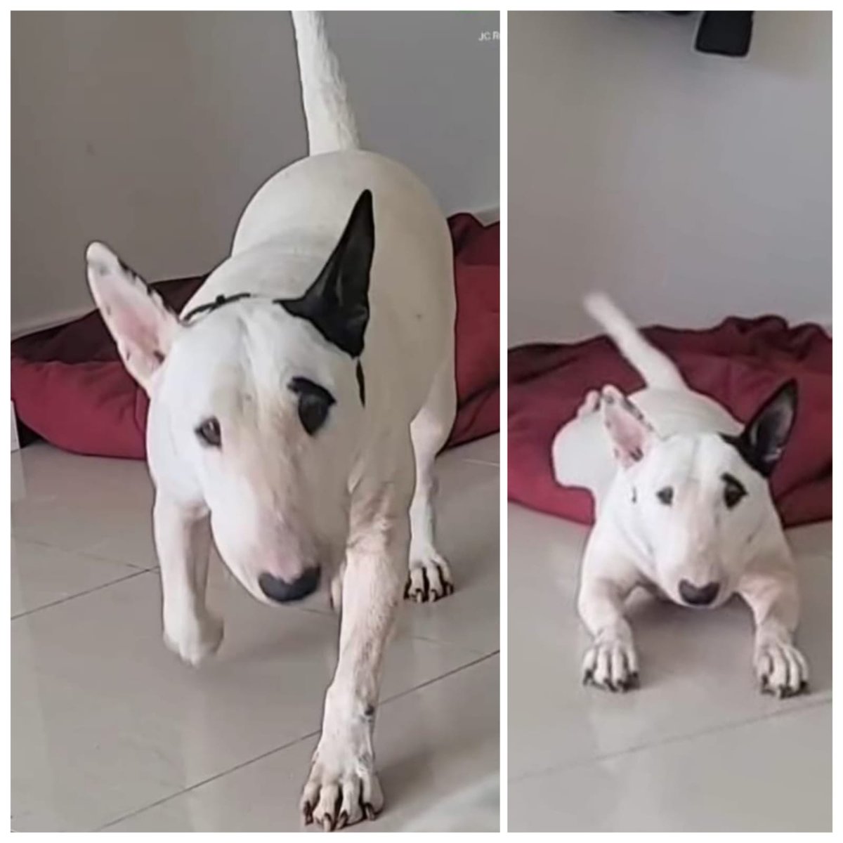 NOS PIDEN AYUDA EN DIFUSIÓN Y EN LA GESTIÓN DE LA ADOPCIÓN.

LOLA FUE DEJADA AL CUIDADO DE UNA FAMILIA Y NUNCA REGRESARON A POR ELLA...
SU FAMILIA DE ACOGIDA NO PUEDE SEGUIR CUIDANDO DE ELLA POR RAZONES ECONÓMICAS Y POR TENER OTROS ANIMALES.

¡¡¡ EN #ADOPCIÓN !!! #TORRENT,..