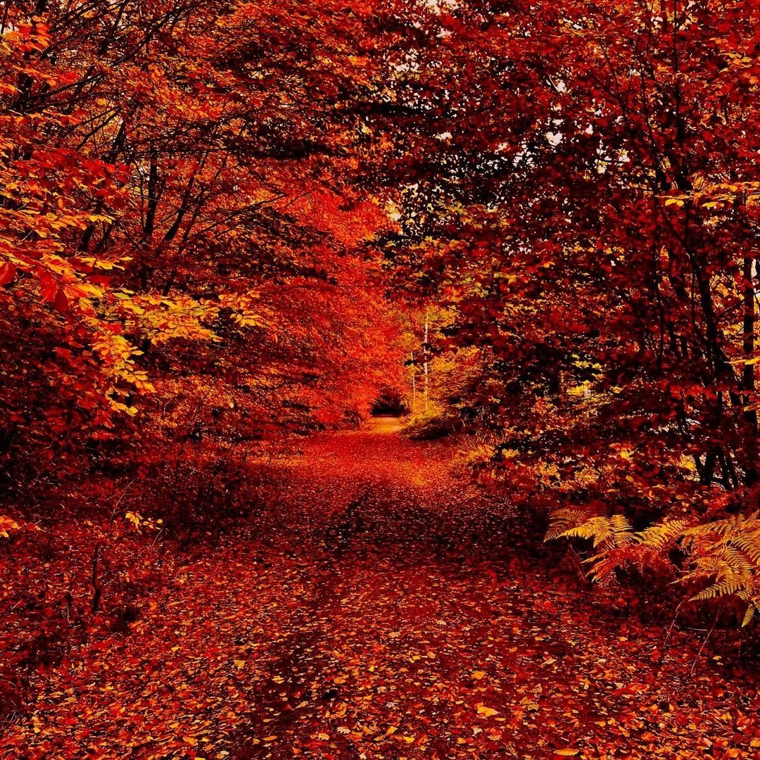 X @iloveitalyy
IG v__i__e__n__n__a 

Happy autumn everyone 🍂❤️🍂

#beautifulfall #fall #autumn #chilly #fallvibes #fallcolors #autumnvibes🍁 #loveothers  #spookyseason #ilovefall #autumncolors #saarland 🇩🇪