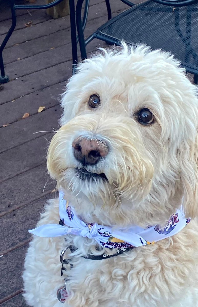 Another satisfied doggie bandanna owner!  ( receive a free puppy patty with purchase) #hollowdogsrule