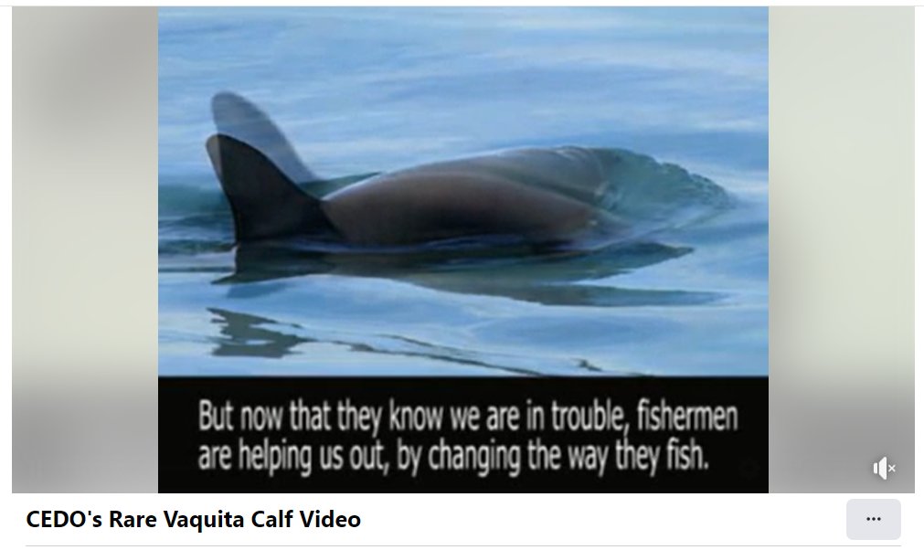 @aqualuvsuotd That's how we feel, all the time! Photo from @cedo_mex May 1994, of a very young vaquita who got stranded on the beach (& did not survive despite being cared for). Vaquita population has crashed since then because fishers still use gillnets despite ban. facebook.com/watch/?v=68458…