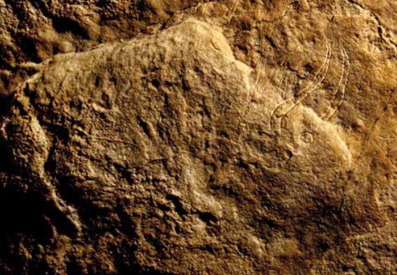 EducadoraenMdA's tweet photo. Se adentró en la caverna, vió una forma sugerente en la pared, preparó la roca y comenzó a grabar un bisonte, los cuernos, el ojo.
¿Qué lo interrumpió?
¿Pretendía volver a terminarlo otro día?
¿Lo dejó así inventando el #nonfinito?

Hace 17 000 años en la #cuevadeAltamira
📷Saura https://t.co/3LKAS8uccZ