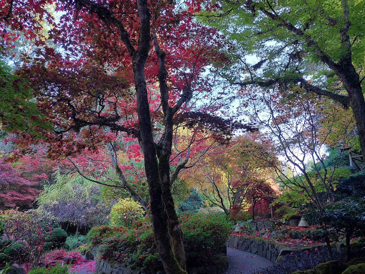 Peaceful here 
#butchartgardens #trees #nature