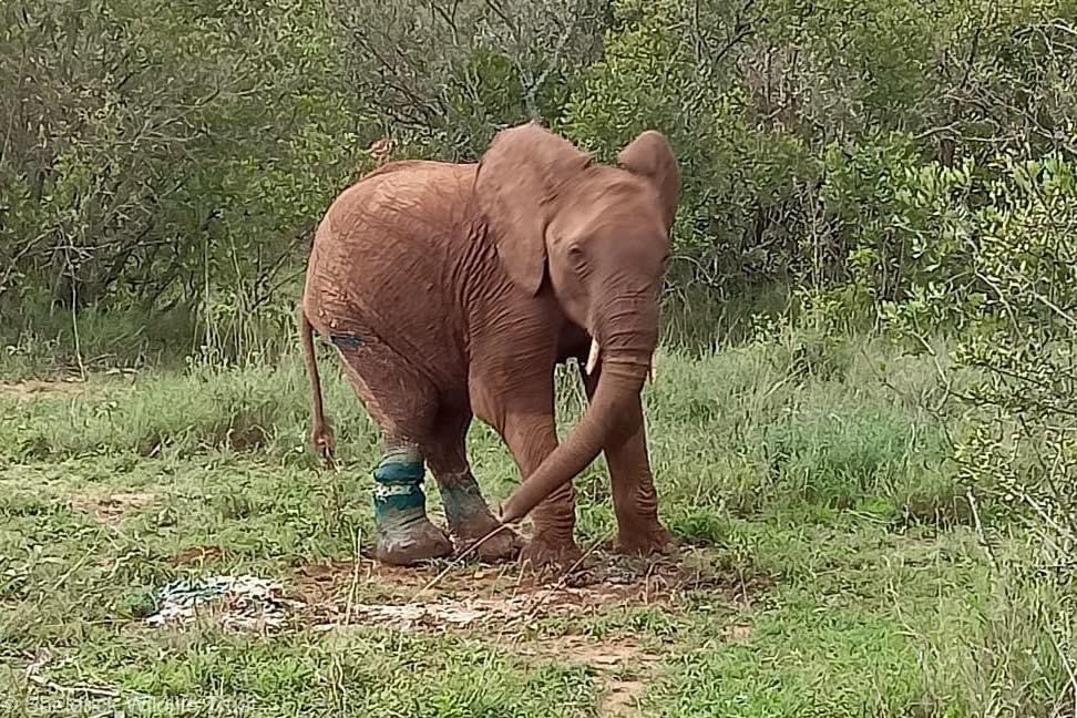 SheldrickTrust tweet picture