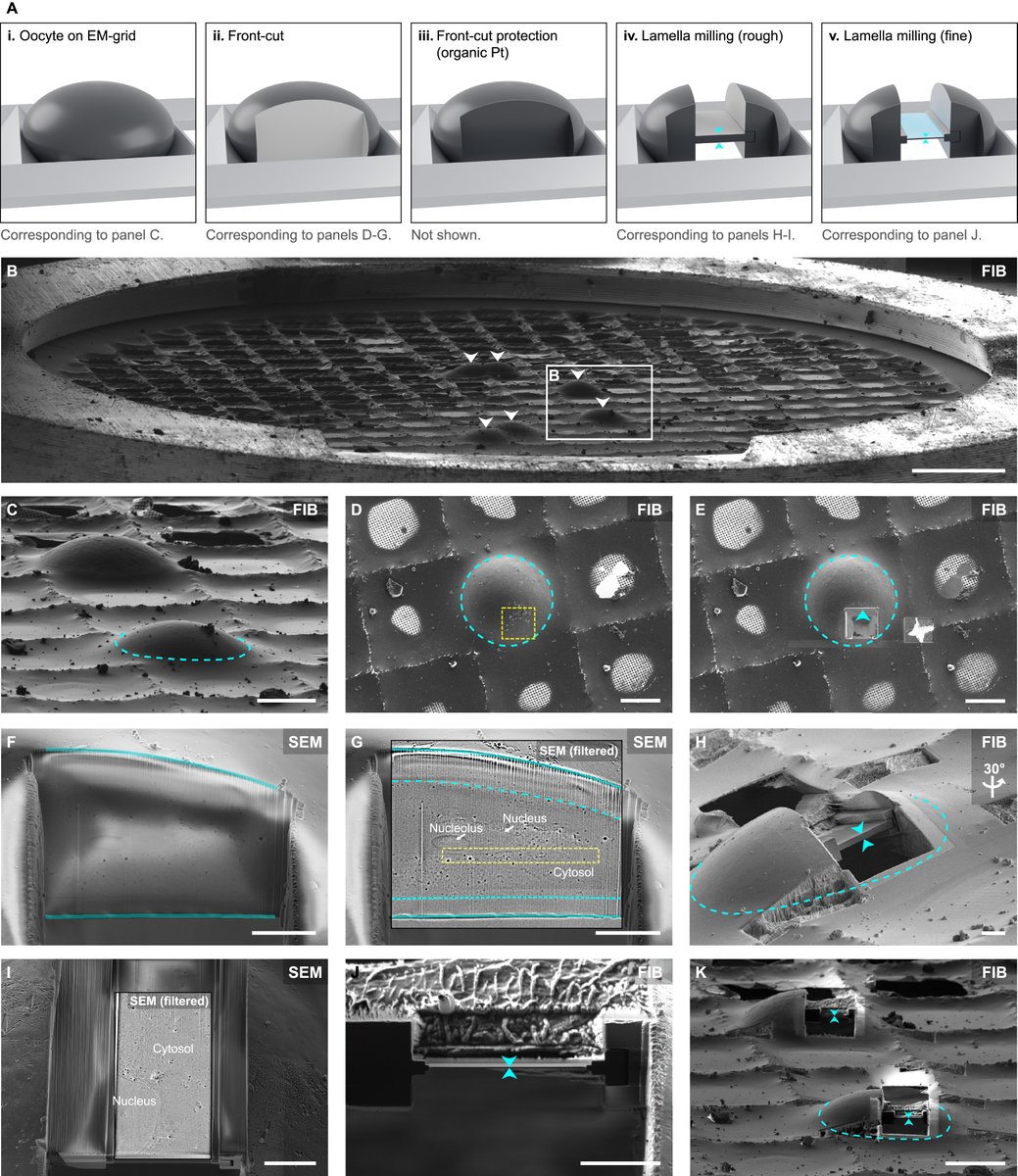We developed "DeepFIBing" - a new strategy to create #cryoFIB-lamellae for #cryoET in any depth of very large cells - this also works for tissue. If you want to know more, have a look into our publication in CELL with <a href="/jentoft_ida/">Ida Marie Astad Jentoft</a> and <a href="/SchuhLab/">Schuh Lab</a>. #teamtomo bit.ly/3u3Azp6