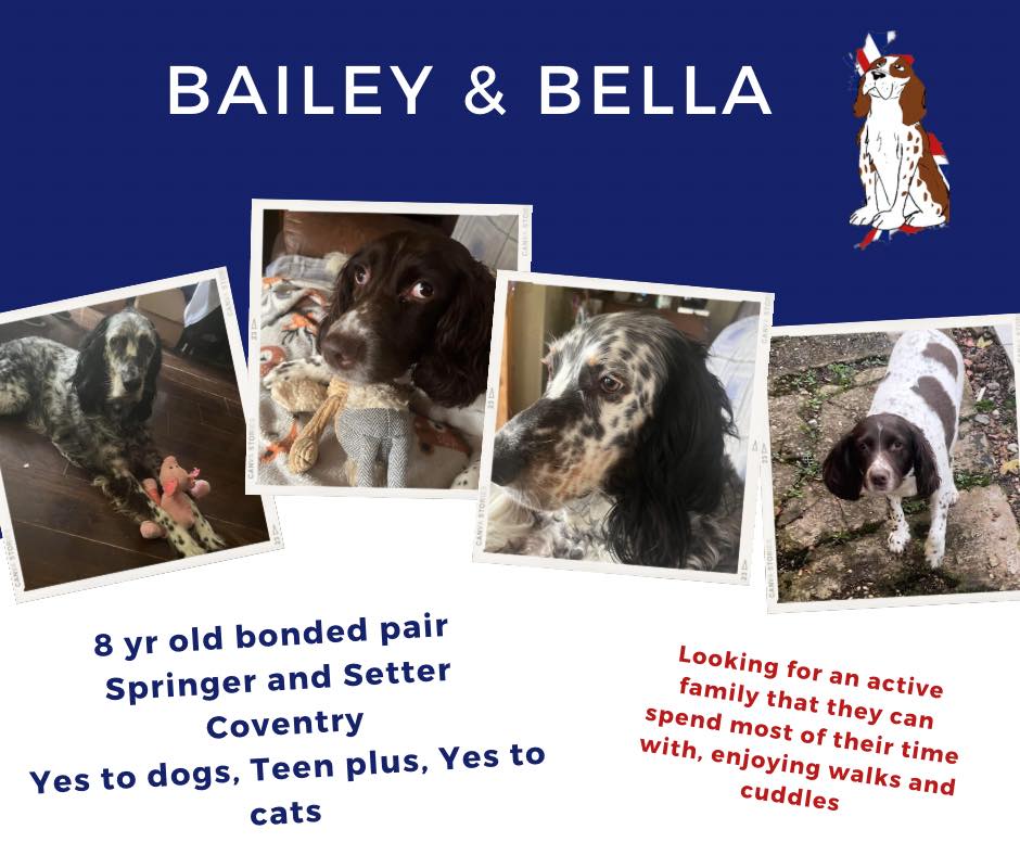 This bonded pair are still looking for their forever home. Bailey is described as ‘a lovely gentle giant’ and Bella loves people especially if she can have ‘belly rubs and cuddles’. Head over to the website for more details. spanielaid.co.uk/bailey-sa3698-…