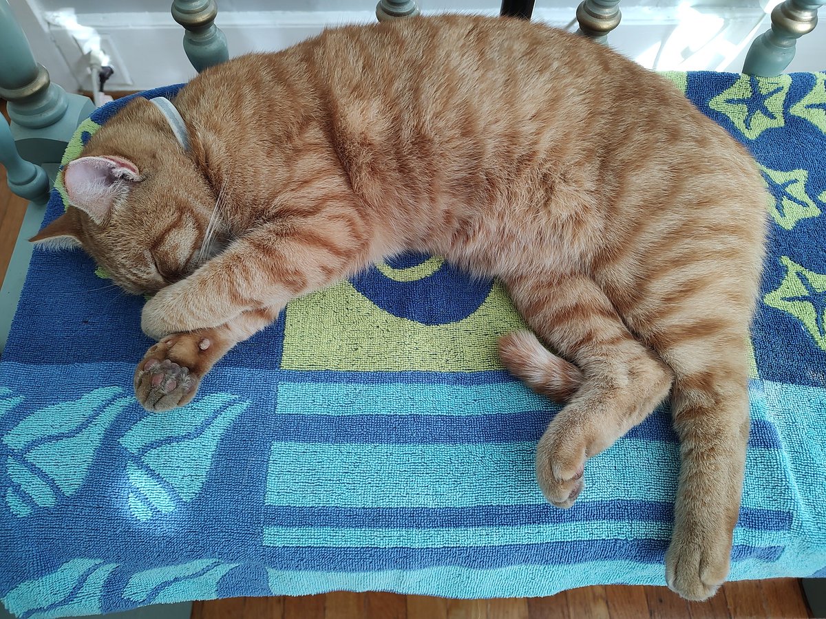 JudyKSwafford8's tweet photo. He chased a bird. Batted the ball around the porch climbed his fav. tree, ate and then had a snack & a bowl of milk.. He's out! #nappytime 😽 https://t.co/DcbLt7cSeh