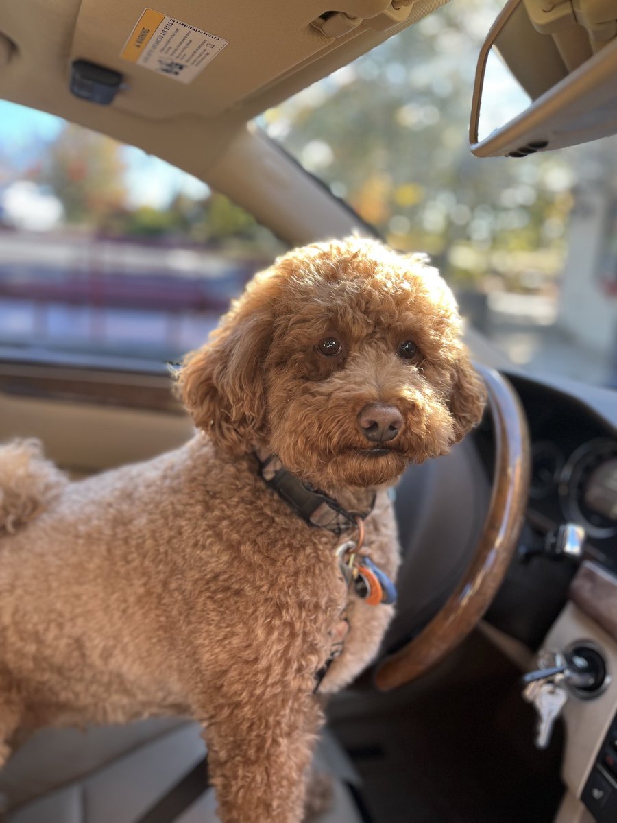 Hobbes: “Can I drive? Uh yes!”