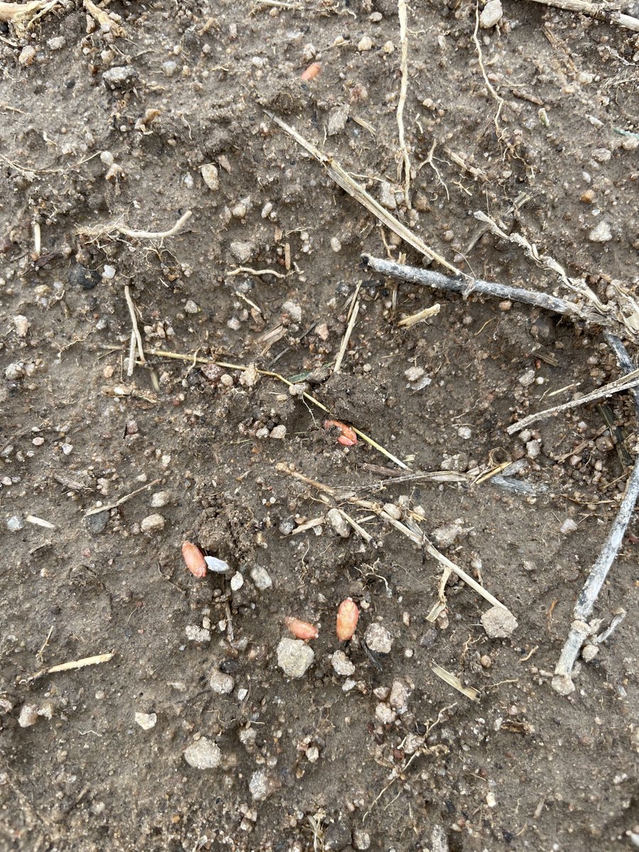 FarmingPower's tweet photo. Planting on the Site 1 property has begun... Now we wait for the harvest in the summer of 2024 🌾🚜 https://t.co/sod5MtVzyd