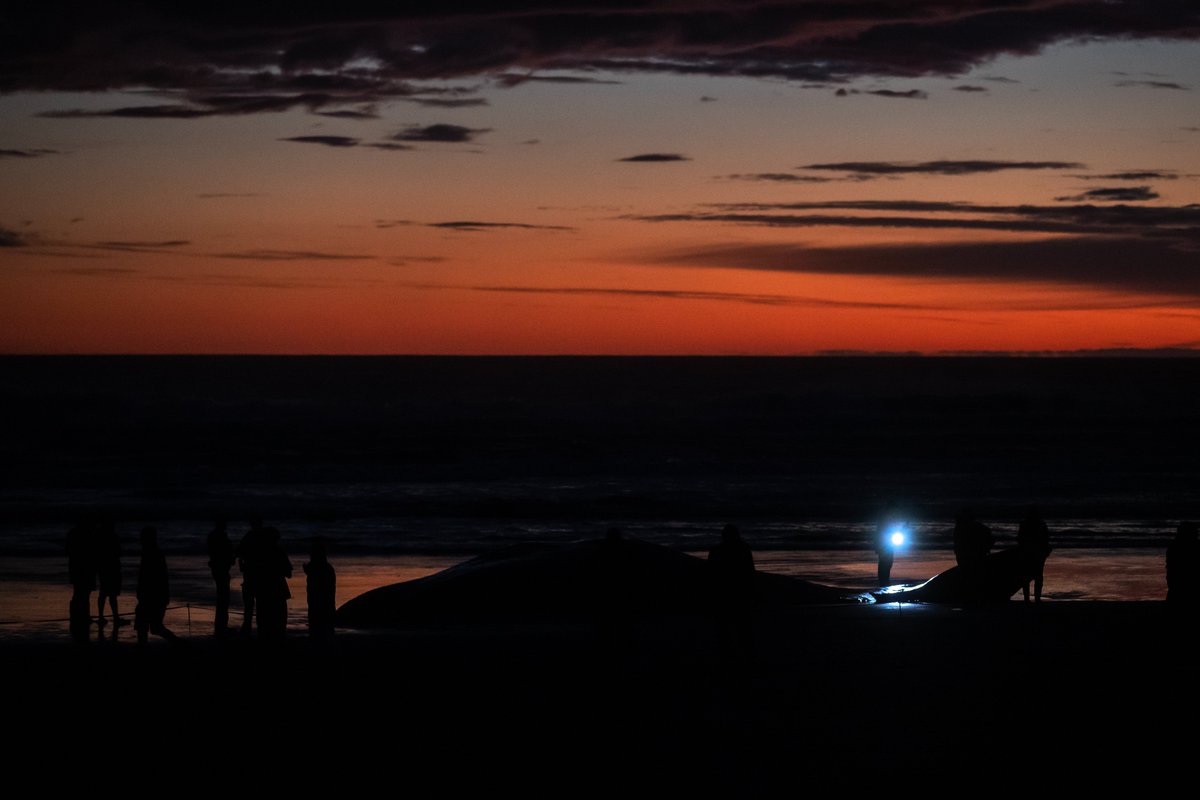 Iainmcgregor3's tweet photo. Sad and mesmerising.
A 15 meter sperm whale died after being stranded on South New Brighton beach last night. #chch #nz #whale https://t.co/ObykOleGka