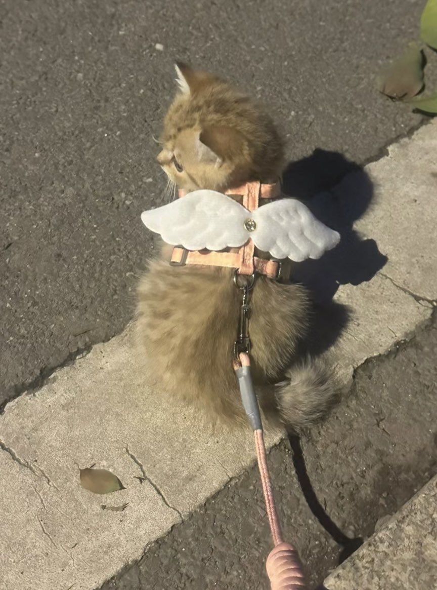 angel kitty