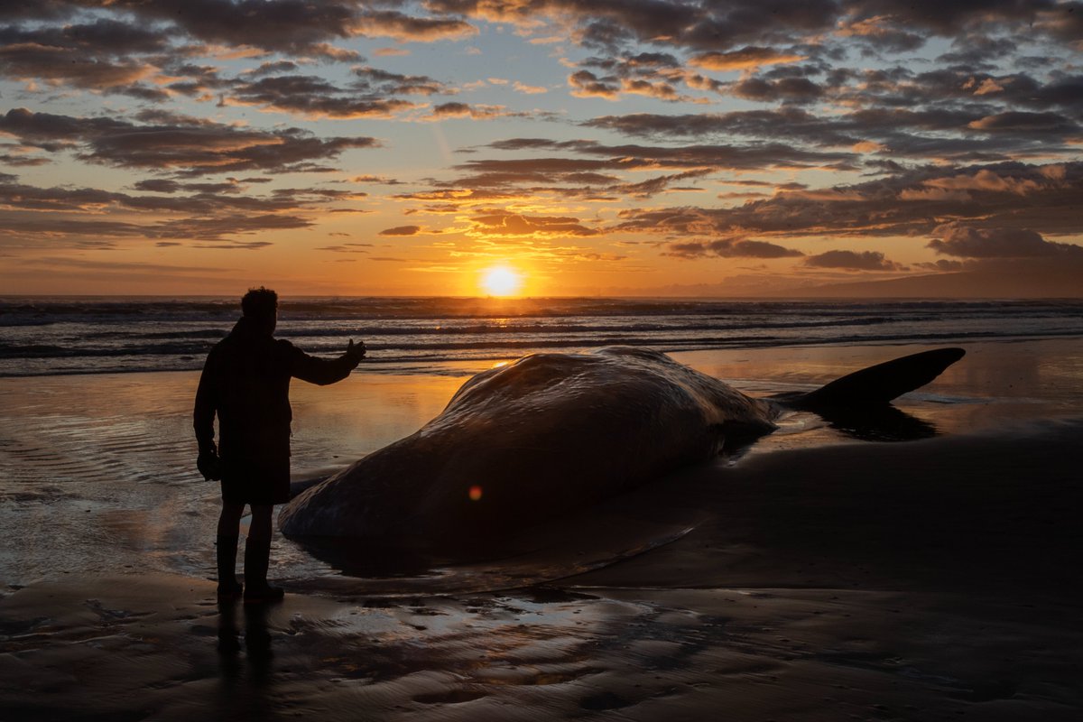 Sad and mesmerising.
A 15 meter sperm whale died after being stranded on South New Brighton beach last night. #chch #nz #whale