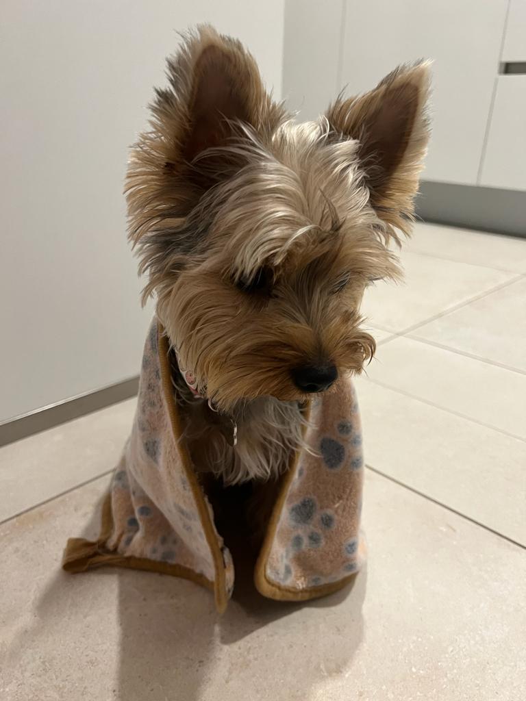 evellasques's tweet photo. Este é o Sammy @LATAMAirlines e @LATAM_BRA https://t.co/aufY5WdJcR