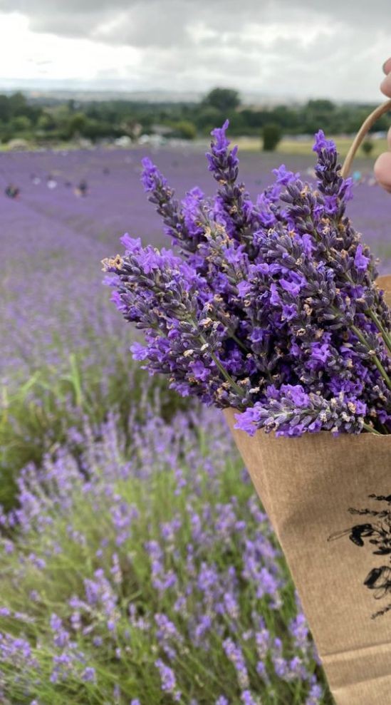 softdeIicacy's tweet photo. lavender 🪻🌱 https://t.co/VprmdQcpUQ