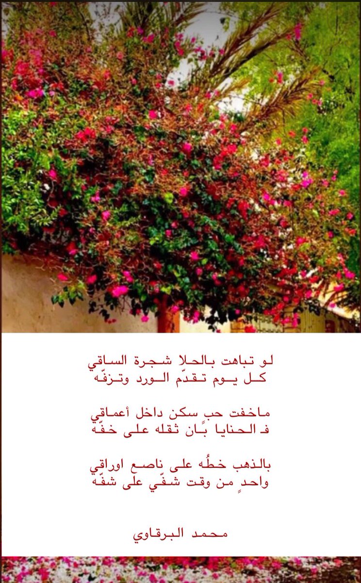 شجرة الساقي
،