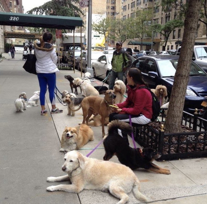 One of the many things I miss about #NYC #BigApple 
#DogsOfNYC