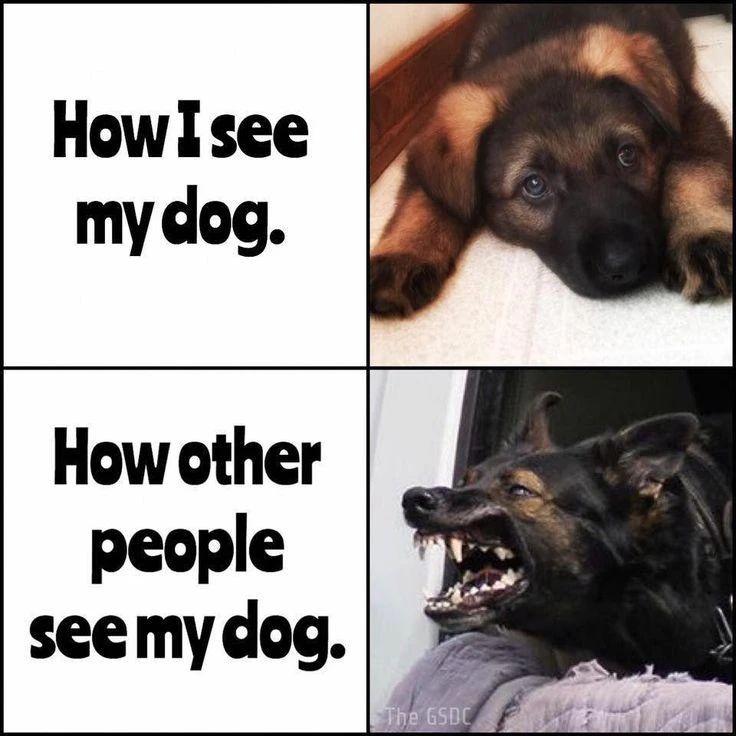 True 🤧
💥Follow us 👉 @all_about_gsd #germanshepherdlabmix #germanshepherdlonghair #germanshepherdlovers #germanshepherdmom #shepherdsforever #gsdlife #germanshepherdofinstagram #gsdlove #gsd #gsdstagram