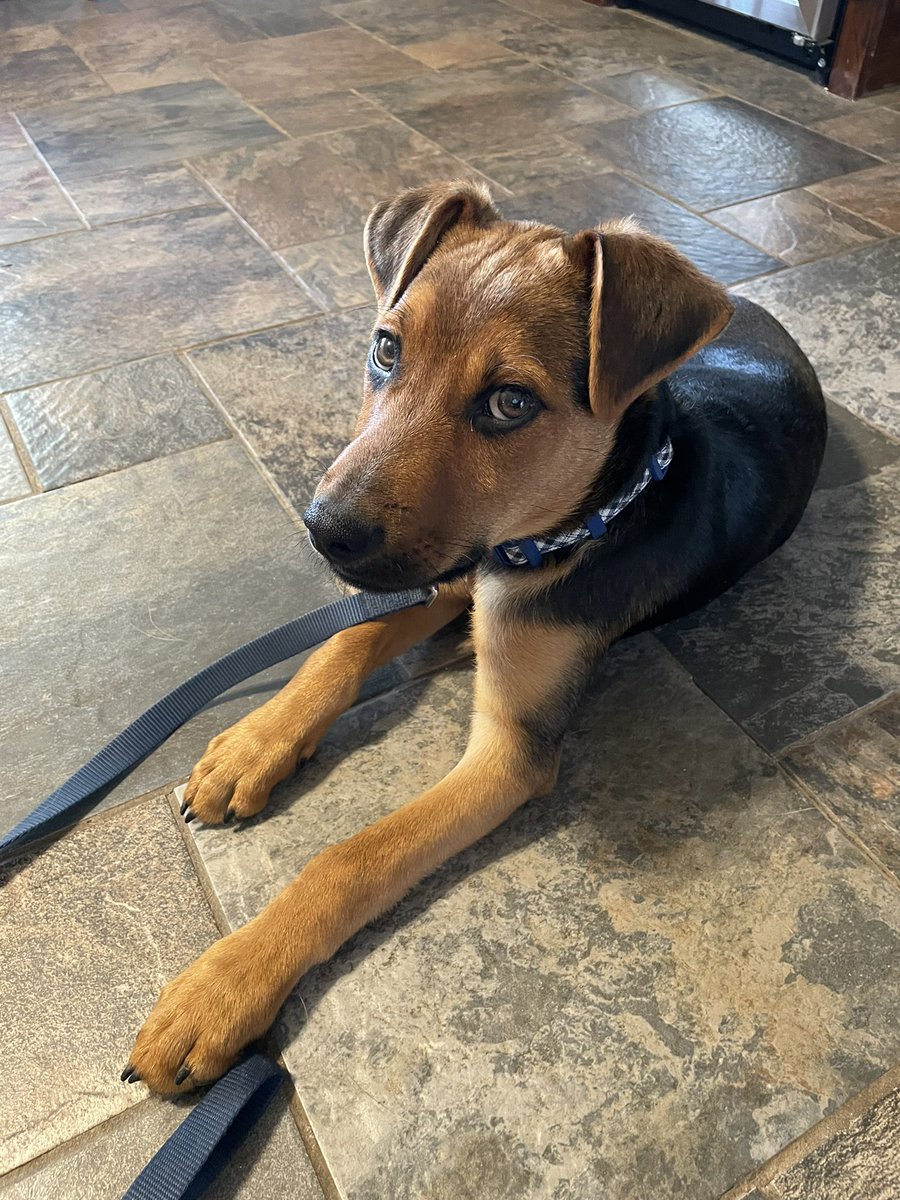 KatNeal1's tweet photo. It’s tradition in our home to name our pups in honor of our @Chiefs. Today we adopted this handsome fellow. Pleased to introduce Kelce! @tkelce https://t.co/hqX90D2IGL