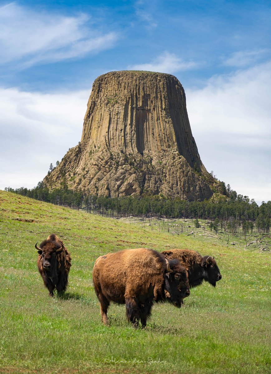 Just saw that it is #NationalBisonDay! Here's one of my all-time favorite photographs, taken at Devil's Tower.